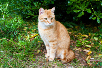 Adult Tabby Ginger cat outdoor - 742956597