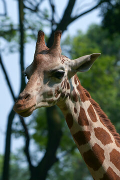 Close up photo of an african giraffe