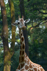 Close up photo of an african giraffe