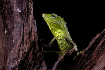 Maned forest lizard in black background	