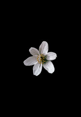 Fototapeta na wymiar Forest flower macro
