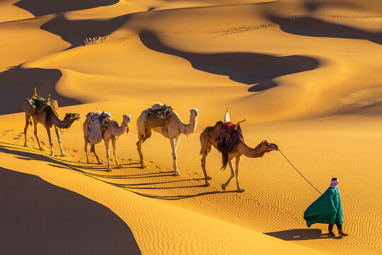 View of camels with a bedouin on the desert sand dunes in the Sahara desert, Ghat, Libya.
