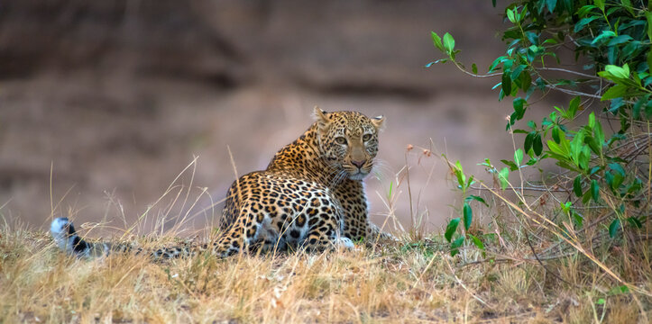 View of a Jaguar (Panthera onca) in Maasai Mara National Reserve, Rift Valley Province&lrm;, Kenya.