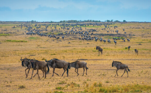 View of Wildebeest and Zebras in Maasai Mara National Reserve, Rift Valley Province‎, Kenya.