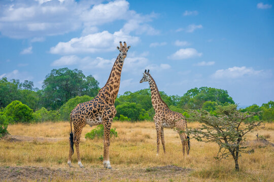 View of a Giraffes in Maasai Mara National Reserve, Rift Valley Province‎, Kenya.