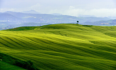 View of a hilly landscape in countryside, Val d'Orcia, Siena, Tuscany, Italy.