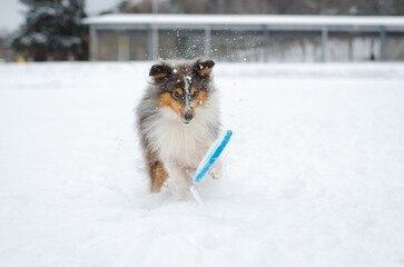 Cute grey brown tricolor dog sheltie in winter. Shetland sheepdog with heterochromia is playing with toy frisbee disc in snow outside