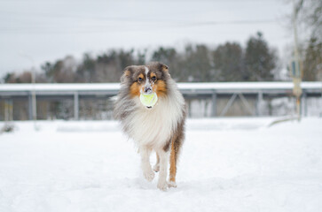 Cute grey brown tricolor dog sheltie in winter. Shetland sheepdog with heterochromia is running and playing with toy tennis ball in snow outside