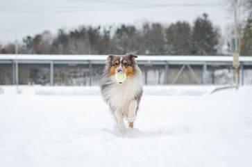 Cute grey brown tricolor dog sheltie in winter. Shetland sheepdog with heterochromia is running and playing with toy tennis ball in snow outside