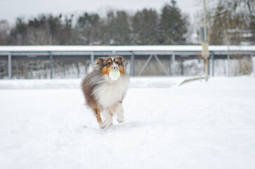 Cute grey brown tricolor dog sheltie in winter. Shetland sheepdog with heterochromia is running and playing with toy tennis ball in snow outside