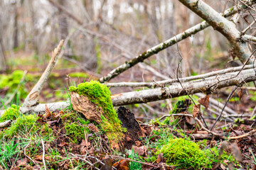 Paysage de sous-bois dans une forêt en hiver avec des feuilles mortes et de la mousse vert sur les arbres.