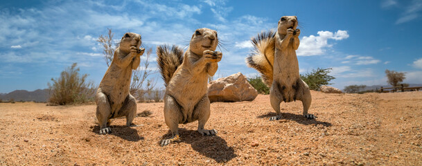 View of Cape ground squirrels in the outback of namib desert, Namibia.