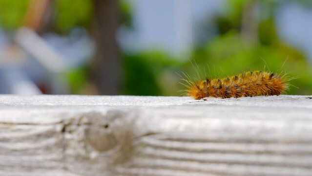 2022-06-12 Caterpillar Establishing shot of nice furry caterpillar on wooden background in Vancouver, Canada, North America. Sunny. Day time on June 2023. Still camera view. ProRes 422 HQ.