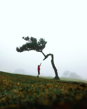 View of Til (Ocotea foetens) tree and person with fog, at Fanal Forestry Station on Madeira island, Portugal