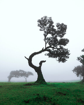 View of Til (Ocotea foetens) trees with fog, at Fanal Forestry Station on Madeira island, Portugal