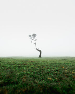 View of Til (Ocotea foetens) tree with fog, at Fanal Forestry Station on Madeira island, Portugal