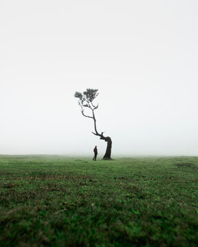View of Til (Ocotea foetens) tree with fog, at Fanal Forestry Station on Madeira island, Portugal