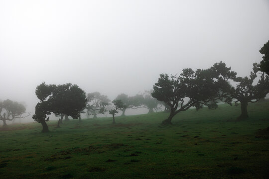 View of Til (Ocotea foetens) trees with fog, at Fanal Forestry Station on Madeira island, Portugal