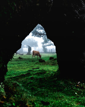 View of Til (Ocotea foetens) trees, with cow and fog, at Fanal Forestry Station on Madeira island, Portugal