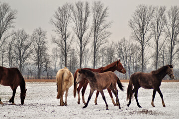 Pferdegruppe auf verschneiter Koppel
