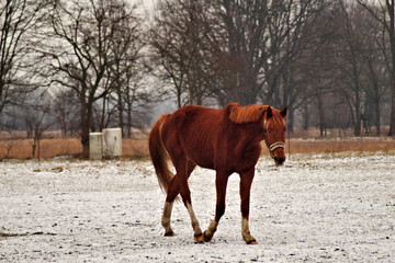 Pferd in Aktion auf verschneiter Koppel