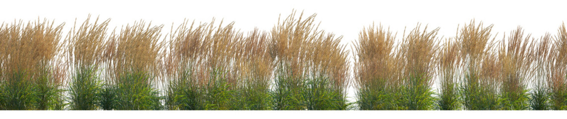 Calamagrostis acutiflora (Karl Foerster) grass field set isolated frontal png on a transparent...