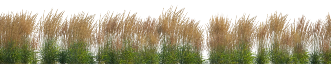 Papier Peint photo Herbe Calamagrostis acutiflora (Karl Foerster) grass field set isolated frontal png on a transparent background perfectly cutout high resolution