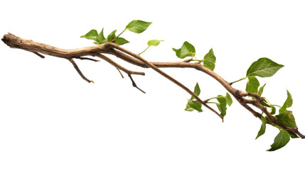 Close up of Twisted jungle branch with growing plant isolated on transparent background.