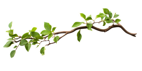 Close up of Twisted jungle branch with growing plant isolated on transparent background. © Wararat