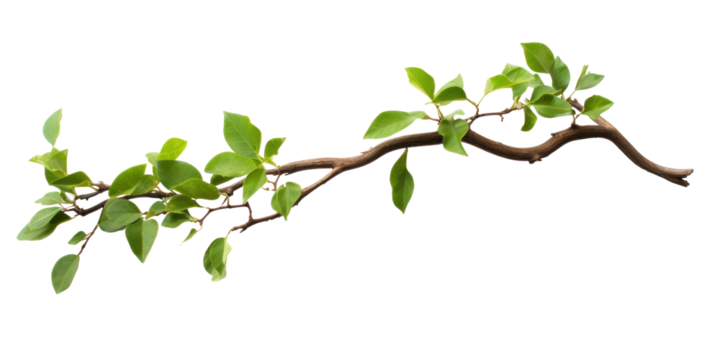 Close up of Twisted jungle branch with growing plant isolated on transparent background.