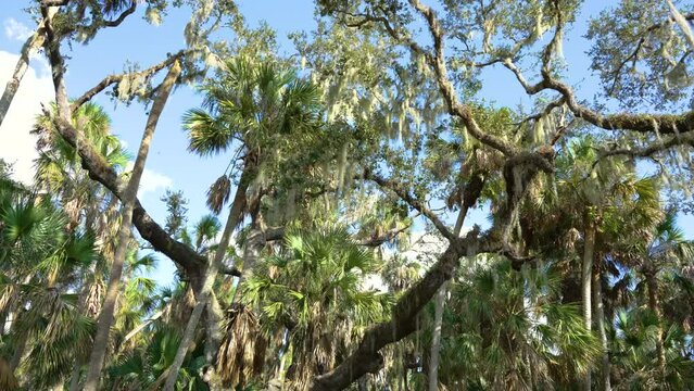 Florida subtropical jungles with Spanish Moss on Live Oak trees and green palms wild vegetation in southern USA. Dense rainforest ecosystem