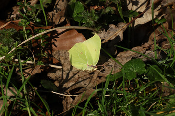 Citron (Gonepteryx rhamni)
Gonepteryx rhamni on an unidentified flower or plant
