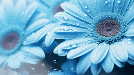 Foto op Plexiglas Close up gerbera flowers with water drops in blue © Sameer
