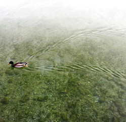 canard nageant dans un lac vert