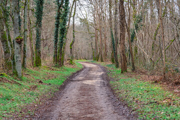 Paysage d'un chemin sans personne dans une forêt en hiver avec des feuilles mortes et de la mousse vert sur les arbres.
