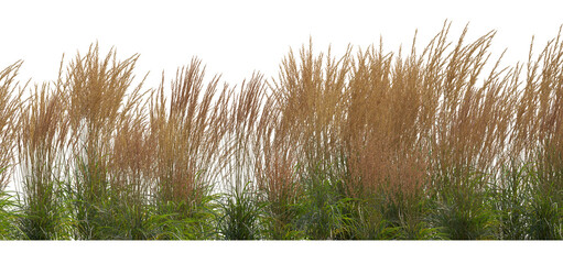 Calamagrostis acutiflora (Karl Foerster) grass field set isolated frontal png on a transparent...