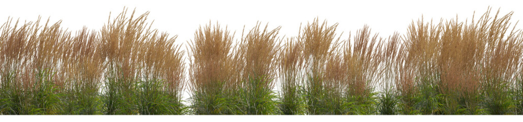 Calamagrostis acutiflora (Karl Foerster) grass field set isolated frontal png on a transparent background in overcast lighting perfectly cutout high resolution - obrazy, fototapety, plakaty