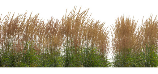 Calamagrostis acutiflora (Karl Foerster) grass field set isolated frontal png on a transparent...