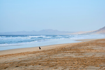 Landscape from Cofete beach in Fuerteventura in Jandia Natural Park with mountains and a single dog meditating