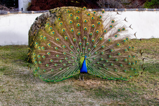 pfau mit offenem gefieder