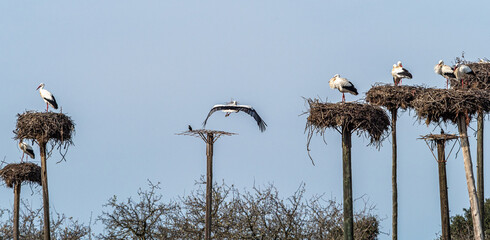 Storks colony in a protected area at Los Barruecos Natural Monument, Malpartida de Caceres,...