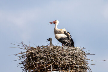 European white Stork, Ciconia ciconia with small babies on the nest in Oettingen, Swabia, Bavaria, Germany, Europe