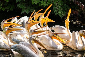 Fototapeta na wymiar Great White Pelican, Pelecanus onocrotalus in a park