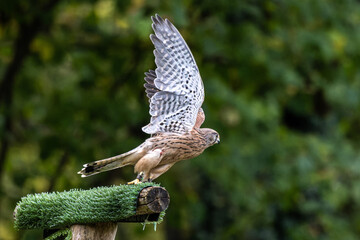 Common kestrel, Falco tinnunculus is a bird of prey species belonging to the falcon family Falconidae.