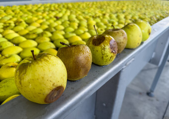 Apples in a pool with water for preliminary sorting in a fruit wholesaler on the production line....