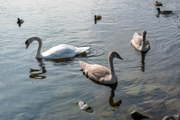 Two Juvenile Swans (Cygnets ) And An Adult Swan On A Lake In Edinburgh, Scotland