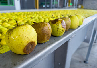 Apples in a pool with water for preliminary sorting in a fruit wholesaler on the production line....