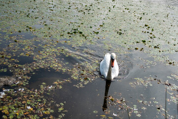 Swan on the lake in Edinburgh, Scotland