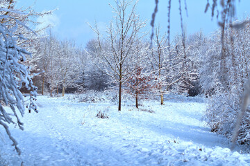 Schneebedeckte Bäume