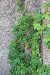 green ivy plants climbing the wall